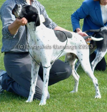 3rd Junior & 1st Novice Dog